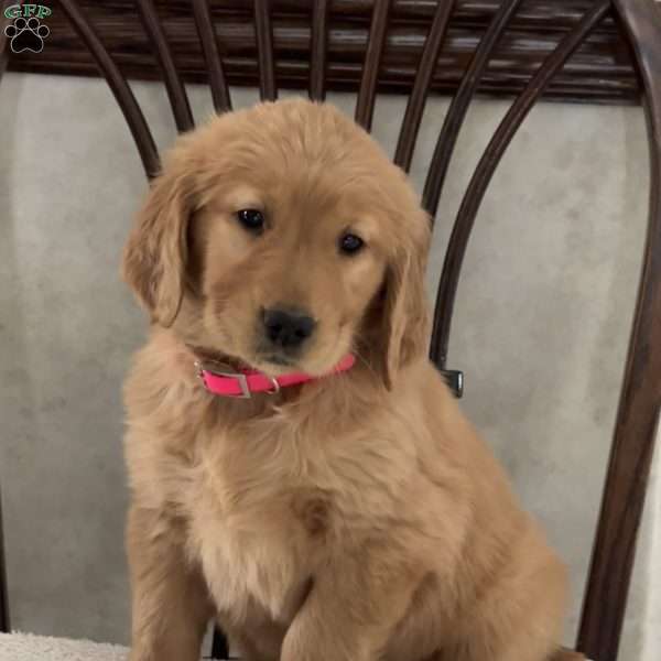 Joy, Golden Retriever Puppy