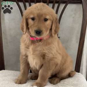 Joy, Golden Retriever Puppy