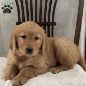 Joy, Golden Retriever Puppy