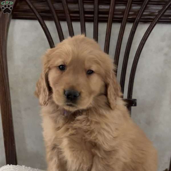 Johnnie, Golden Retriever Puppy