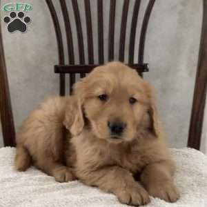 Johnnie, Golden Retriever Puppy