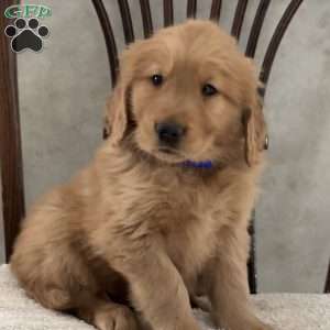 Johnnie, Golden Retriever Puppy