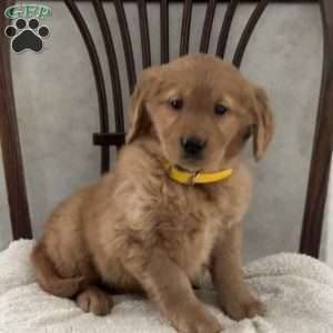 Julia, Golden Retriever Puppy