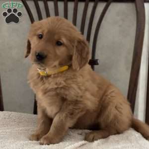 Julia, Golden Retriever Puppy