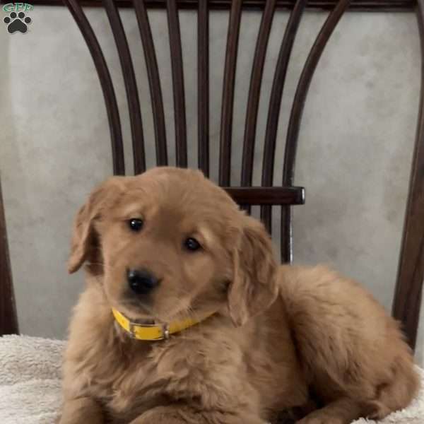 Julia, Golden Retriever Puppy