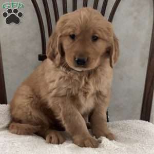 Jack, Golden Retriever Puppy