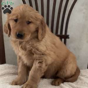 Jack, Golden Retriever Puppy