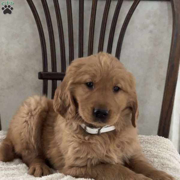 Jack, Golden Retriever Puppy