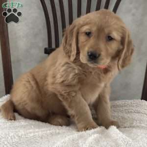 Jenny, Golden Retriever Puppy