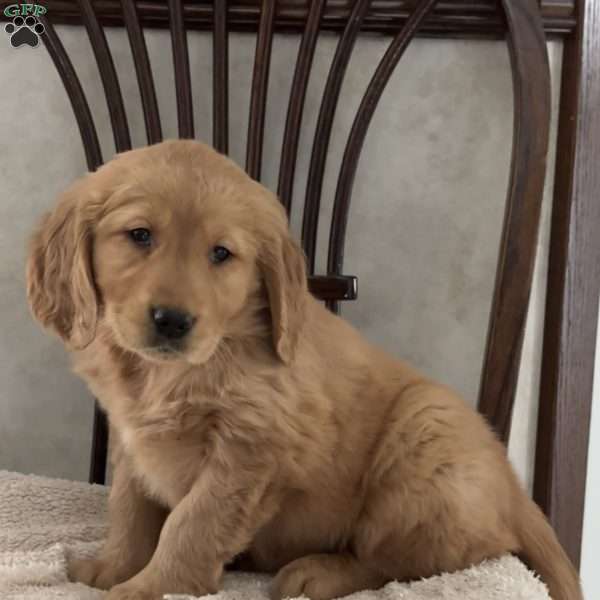 Jenny, Golden Retriever Puppy