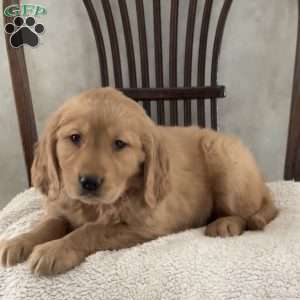 Jenny, Golden Retriever Puppy