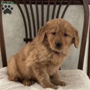 James, Golden Retriever Puppy