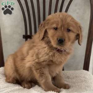 James, Golden Retriever Puppy