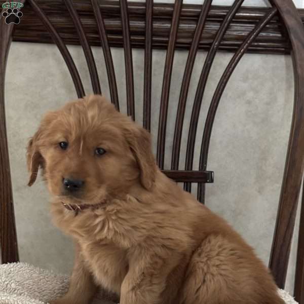 James, Golden Retriever Puppy