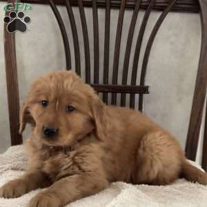 James, Golden Retriever Puppy