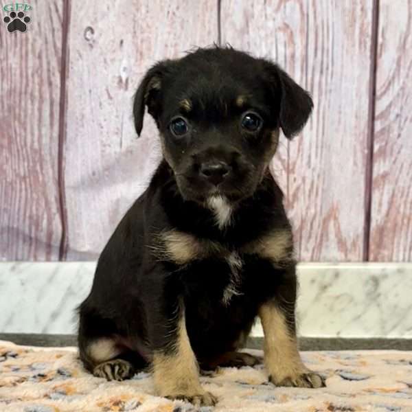 Diane, French Bulldog Mix Puppy