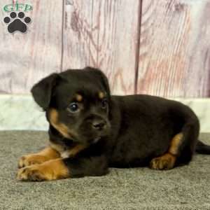 Don, French Bulldog Mix Puppy