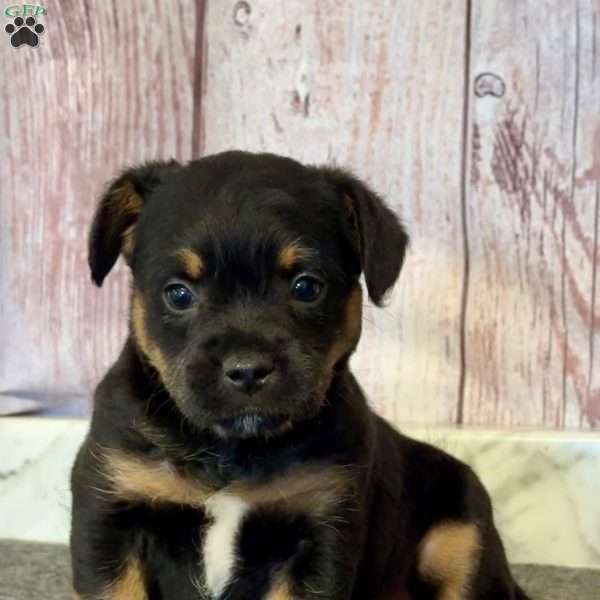 Don, French Bulldog Mix Puppy