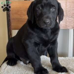 Skippy, Yellow Labrador Retriever Puppy