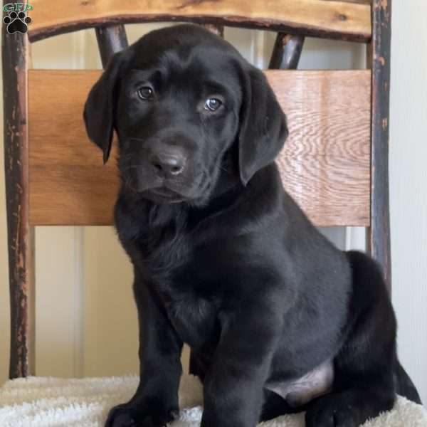 Skippy, Yellow Labrador Retriever Puppy