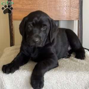 Skippy, Yellow Labrador Retriever Puppy