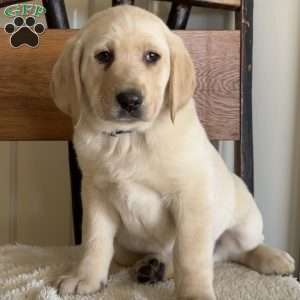 Viper, Yellow Labrador Retriever Puppy