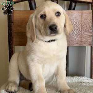 Viper, Yellow Labrador Retriever Puppy