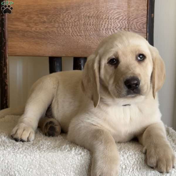 Viper, Yellow Labrador Retriever Puppy