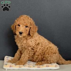 Gabe, Goldendoodle Puppy