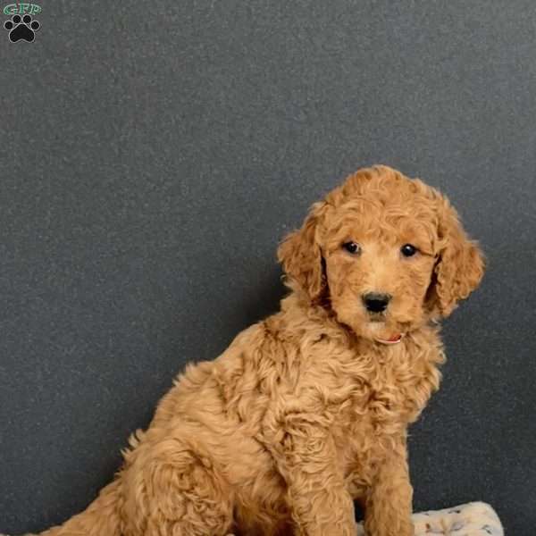 Gabe, Goldendoodle Puppy