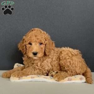 Gabe, Goldendoodle Puppy