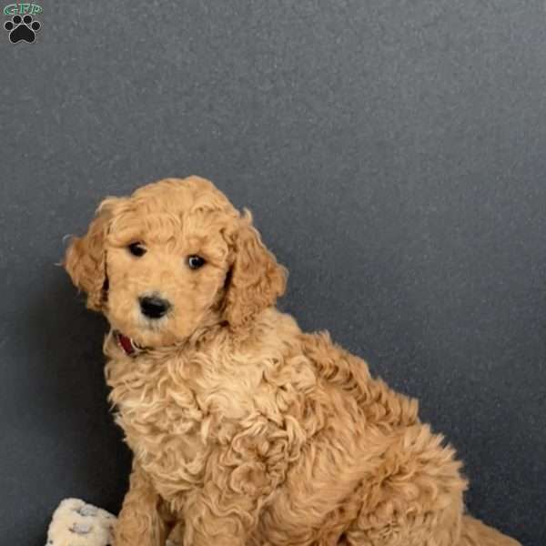 Gigi, Goldendoodle Puppy