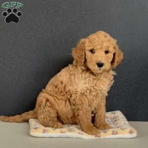 Gigi, Goldendoodle Puppy