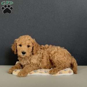 Gigi, Goldendoodle Puppy