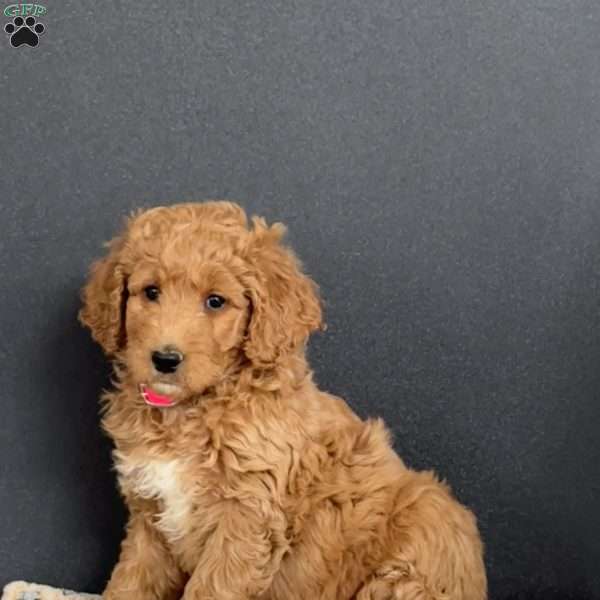 Goldie, Goldendoodle Puppy