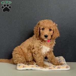 Goldie, Goldendoodle Puppy