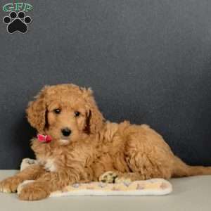 Goldie, Goldendoodle Puppy