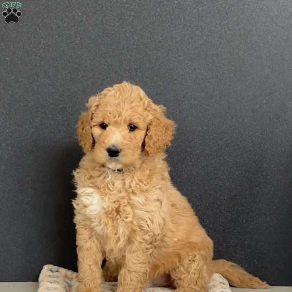 Gus, Goldendoodle Puppy