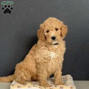 Gus, Goldendoodle Puppy