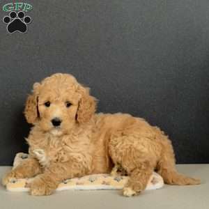 Gus, Goldendoodle Puppy