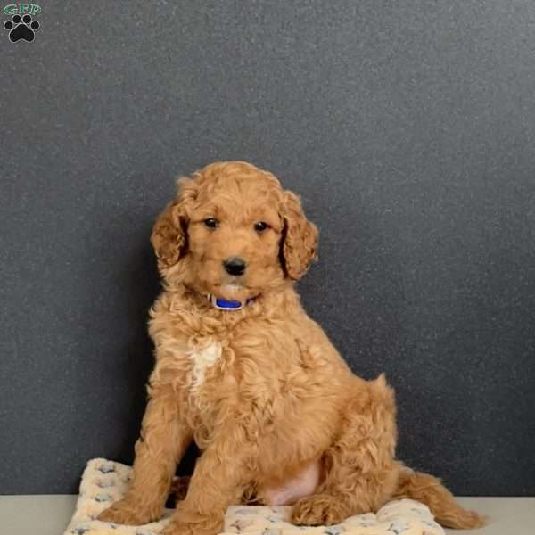 Gunner, Goldendoodle Puppy