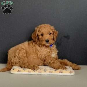 Gunner, Goldendoodle Puppy