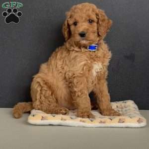 Gunner, Goldendoodle Puppy