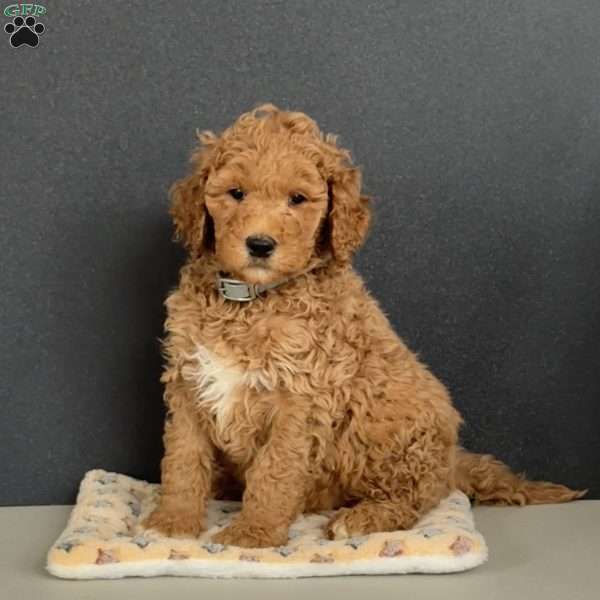 Greyson, Goldendoodle Puppy