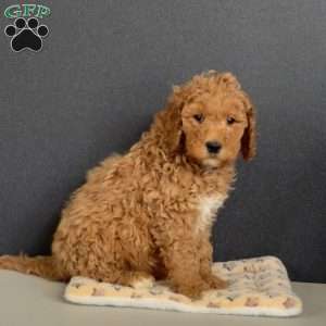 Greyson, Goldendoodle Puppy