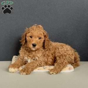 Greyson, Goldendoodle Puppy