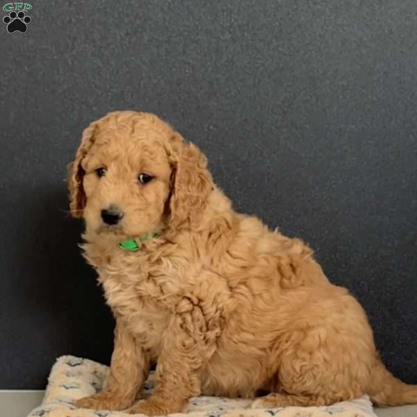 Gracie, Goldendoodle Puppy
