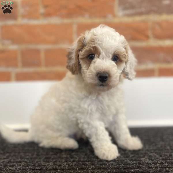 Milky Way, Miniature Poodle Puppy