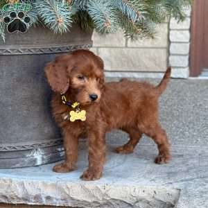 Buster, Goldendoodle Puppy