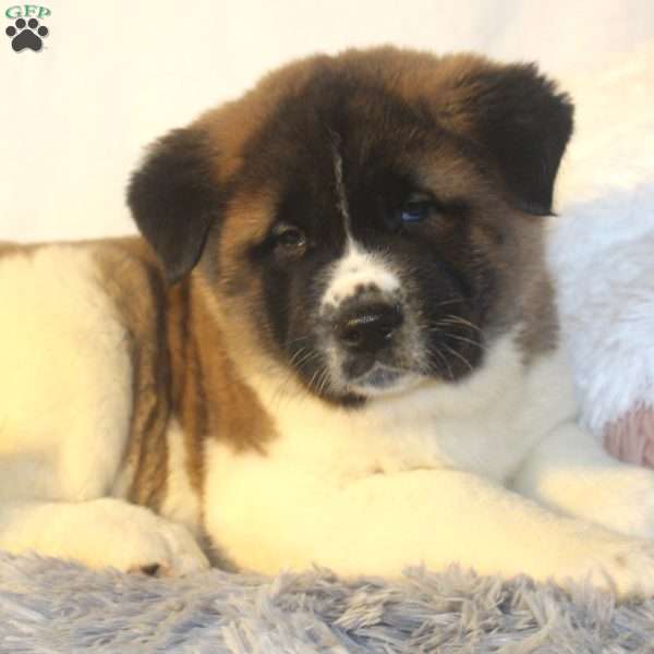 Martin, Akita Puppy